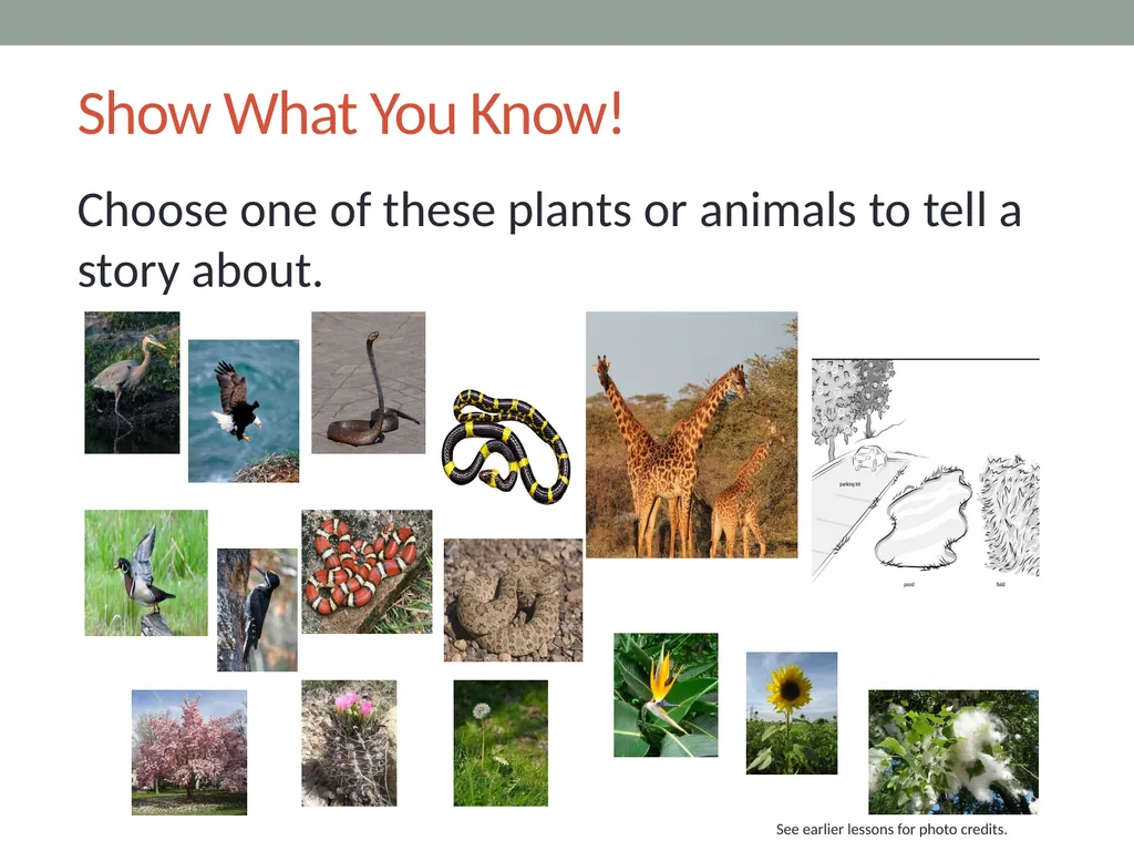 Variations in plants and animals Lesson 5c How Do - slide 8 of 12