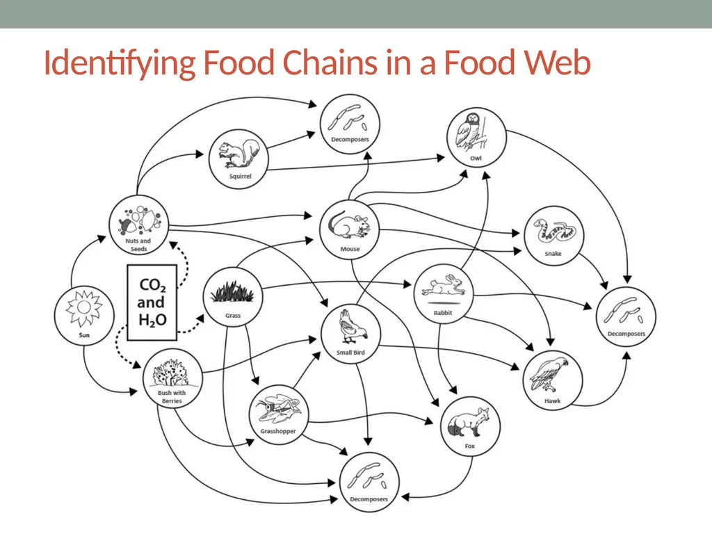 Food Webs Lesson 7a How Do Living Things Depend on - slide 4 of 8
