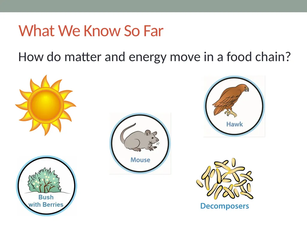 Food Webs Lesson 7a How Do Living Things Depend on - slide 5 of 8