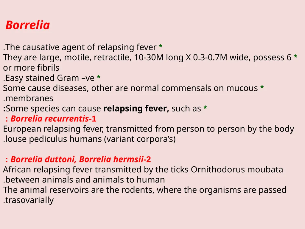 Main pathogenic bacteria of Spirochetaceae - slide 11 of 14