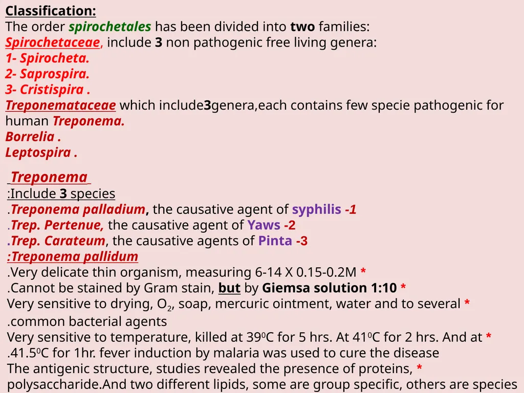 Main pathogenic bacteria of Spirochetaceae - slide 6 of 14
