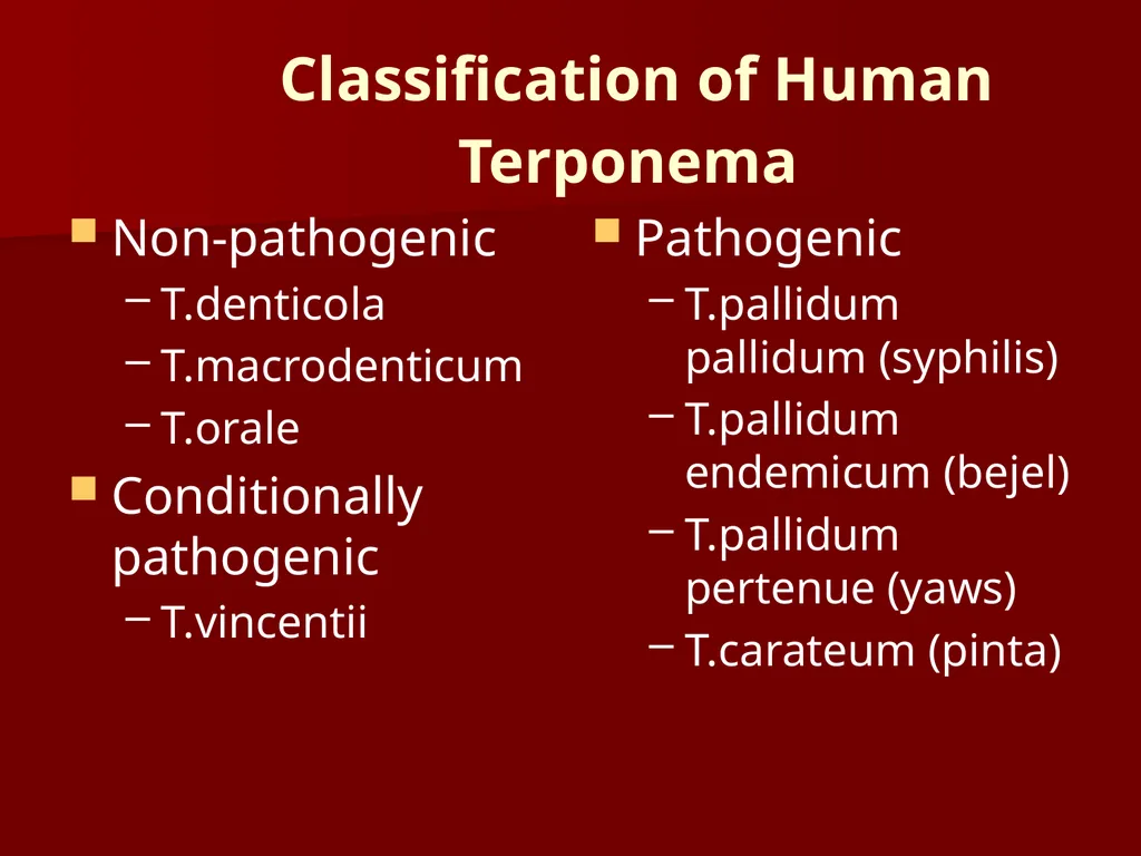 Main pathogenic bacteria of Spirochetaceae - slide 2 of 14
