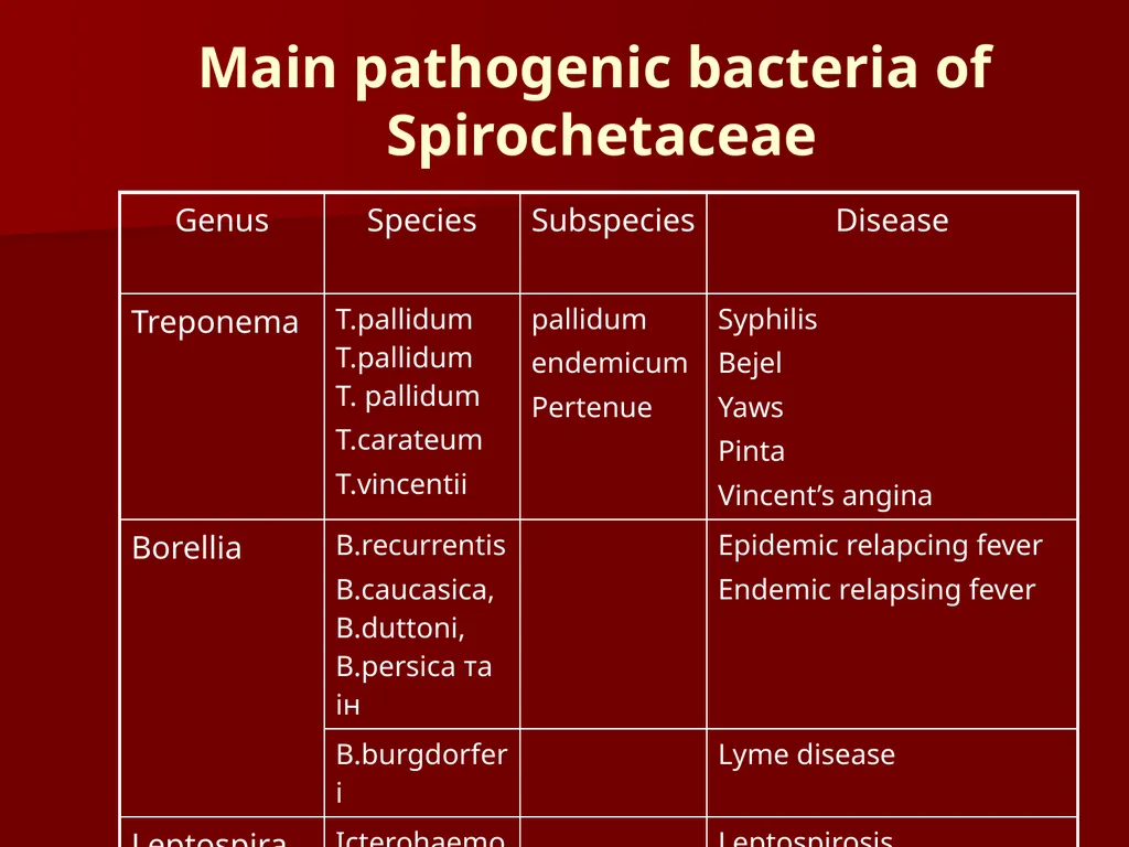 Main pathogenic bacteria of Spirochetaceae - slide 1 of 14