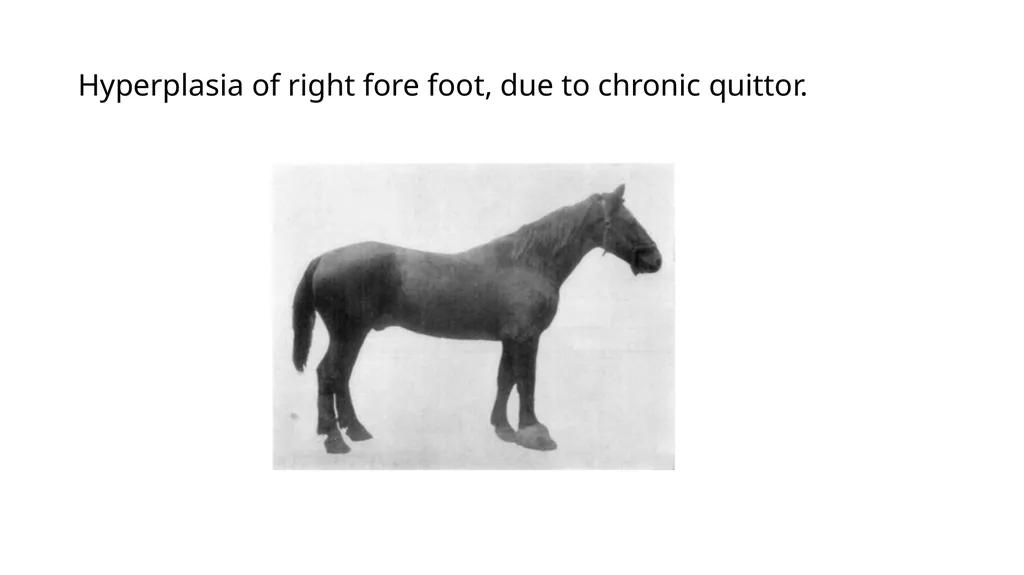 Lecture 5: navicular disease, side bones and - slide 7 of 26