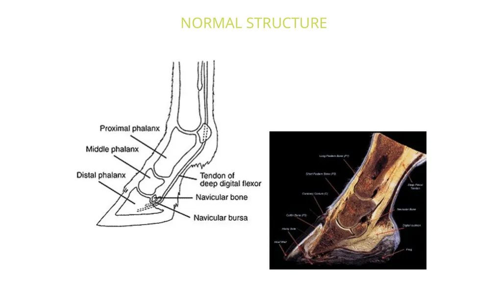 Lecture 5: navicular disease, side bones and - slide 19 of 26