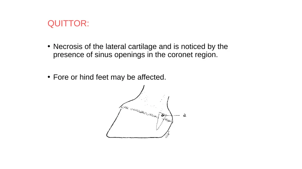 Lecture 5: navicular disease, side bones and - slide 2 of 26