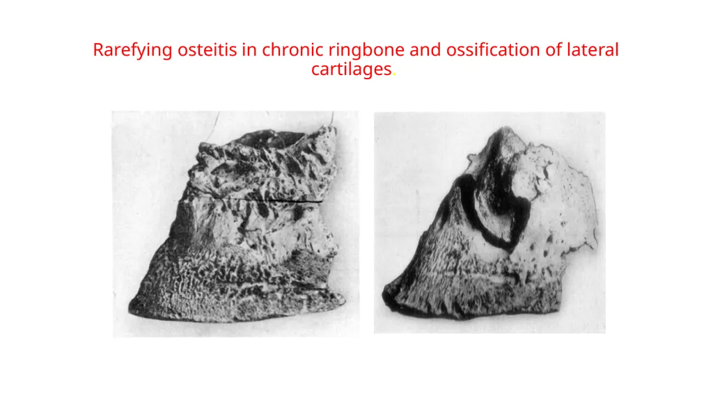 Lecture 5: navicular disease, side bones and - slide 13 of 26