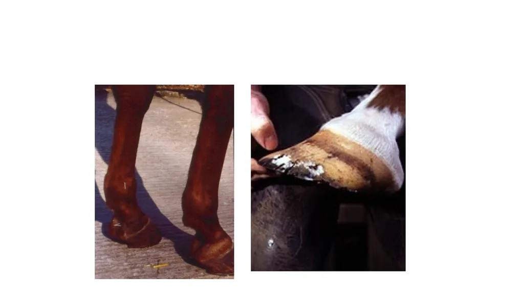 Lecture 5: navicular disease, side bones and - slide 23 of 26