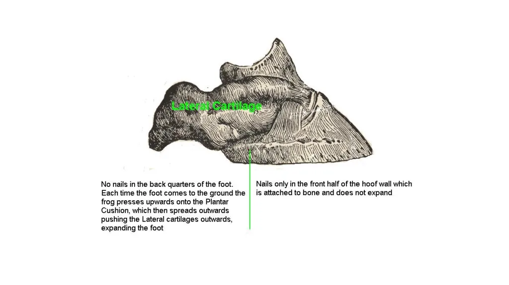 Lecture 5: navicular disease, side bones and - slide 3 of 26