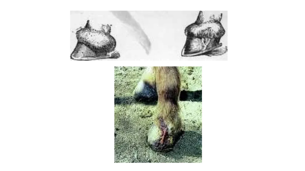 Lecture 5: navicular disease, side bones and - slide 5 of 26