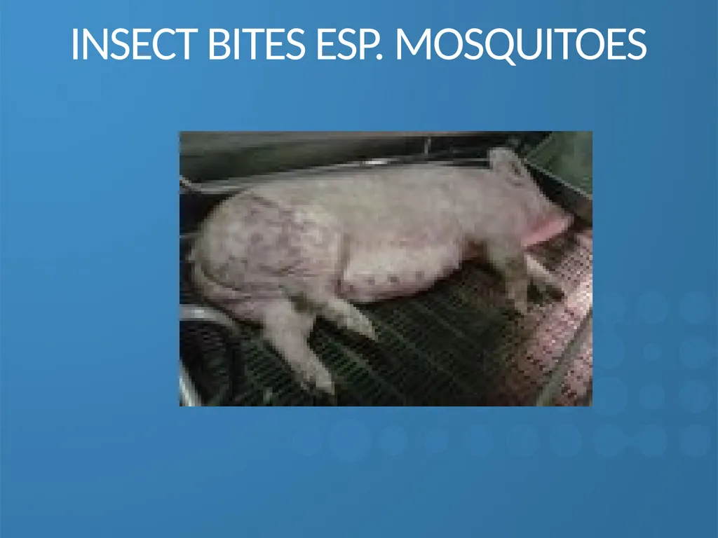 KEEPING YOUR PIGS HEALTHY David Madsen, DVM - slide 44 of 81