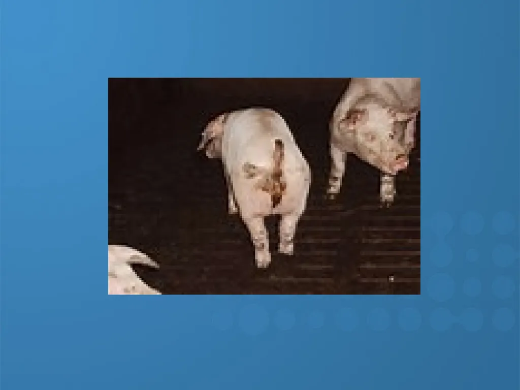 KEEPING YOUR PIGS HEALTHY David Madsen, DVM - slide 28 of 81