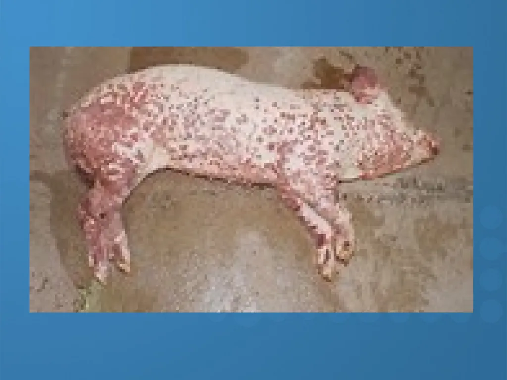 KEEPING YOUR PIGS HEALTHY David Madsen, DVM - slide 40 of 81