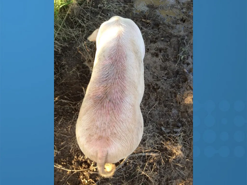 KEEPING YOUR PIGS HEALTHY David Madsen, DVM - slide 43 of 81