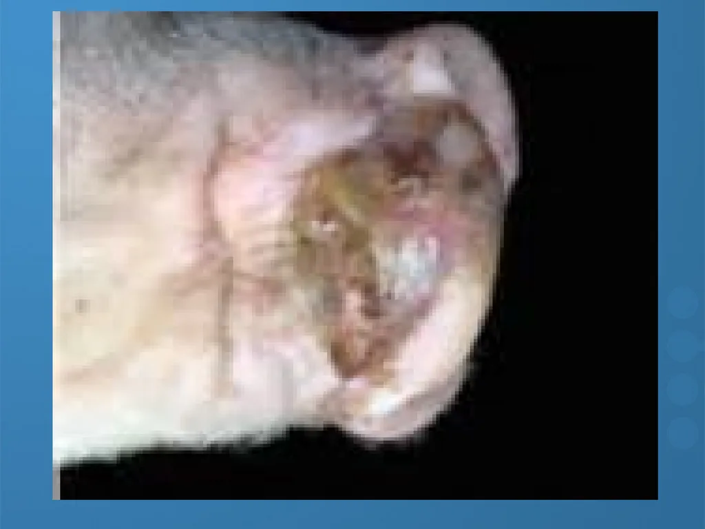 KEEPING YOUR PIGS HEALTHY David Madsen, DVM - slide 48 of 81