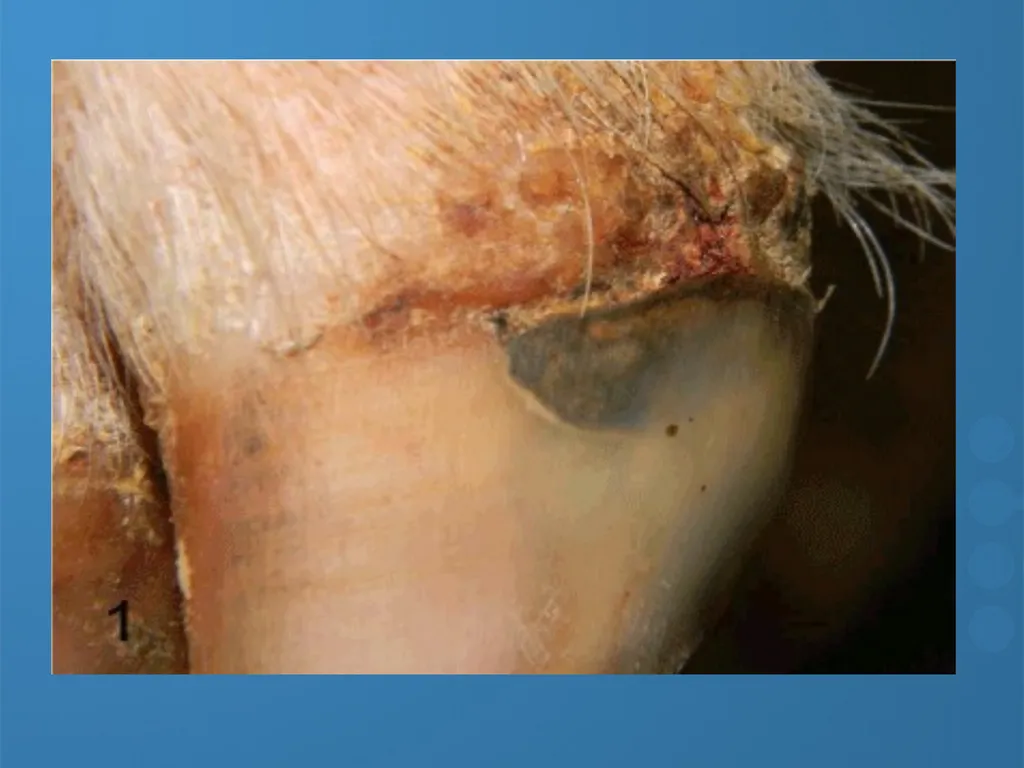 KEEPING YOUR PIGS HEALTHY David Madsen, DVM - slide 49 of 81