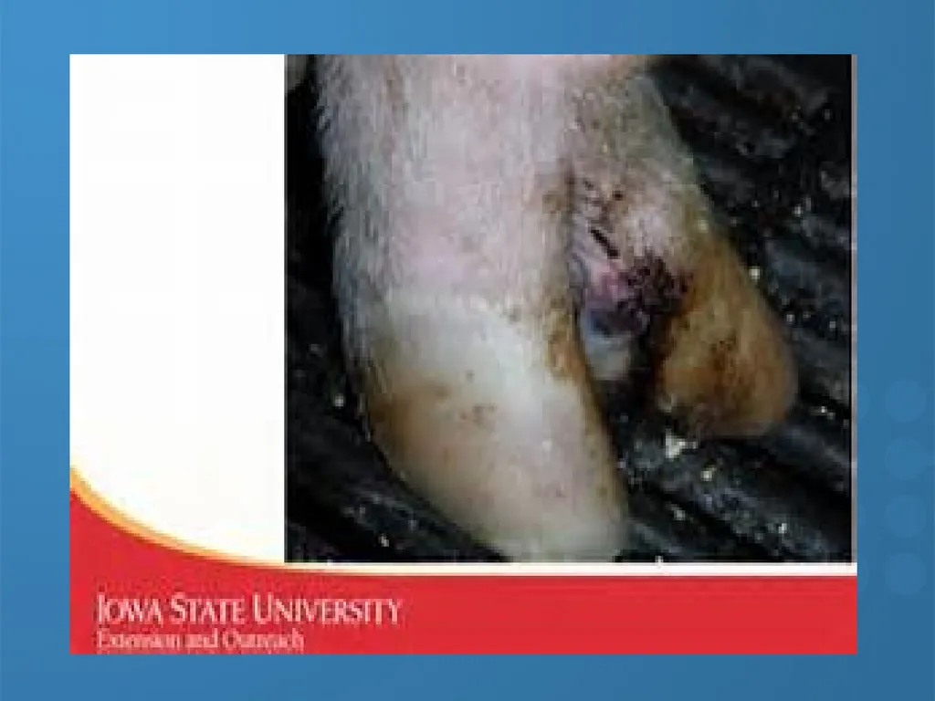 KEEPING YOUR PIGS HEALTHY David Madsen, DVM - slide 50 of 81