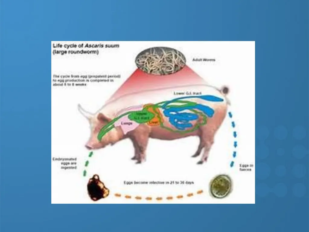 KEEPING YOUR PIGS HEALTHY David Madsen, DVM - slide 9 of 81