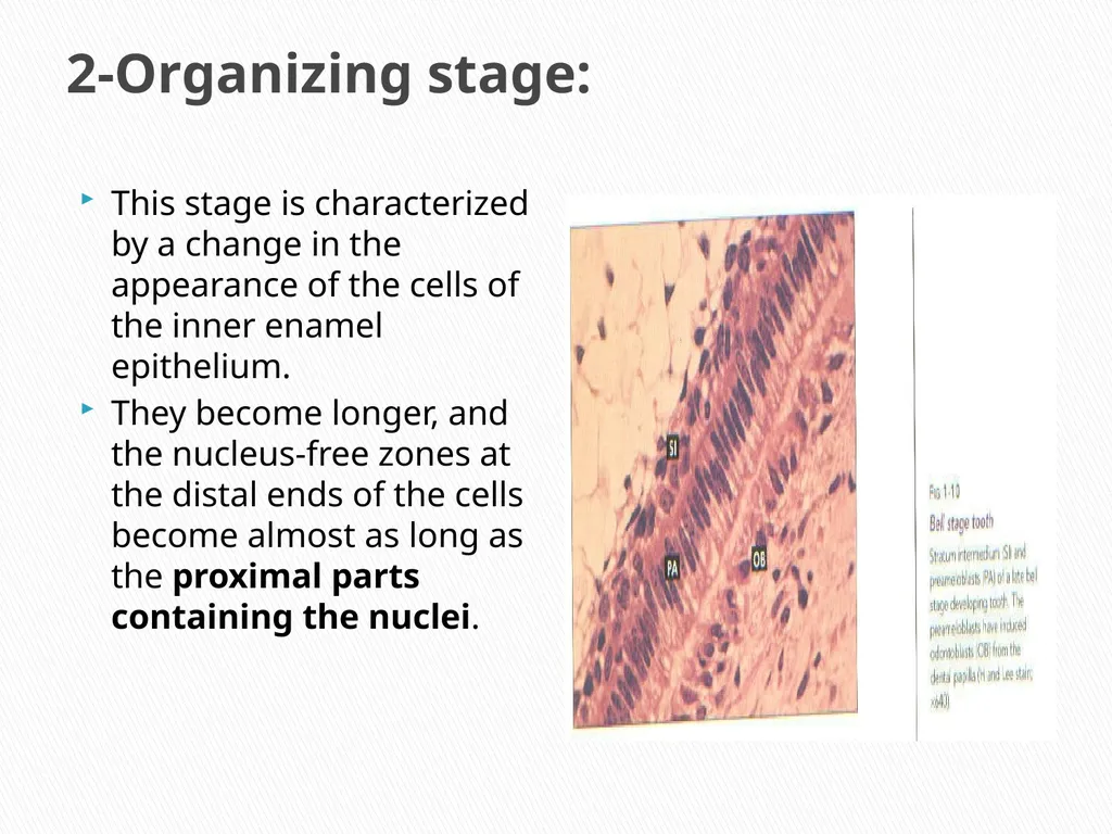 AMELOGENESIS According to their function, the life - slide 8 of 48