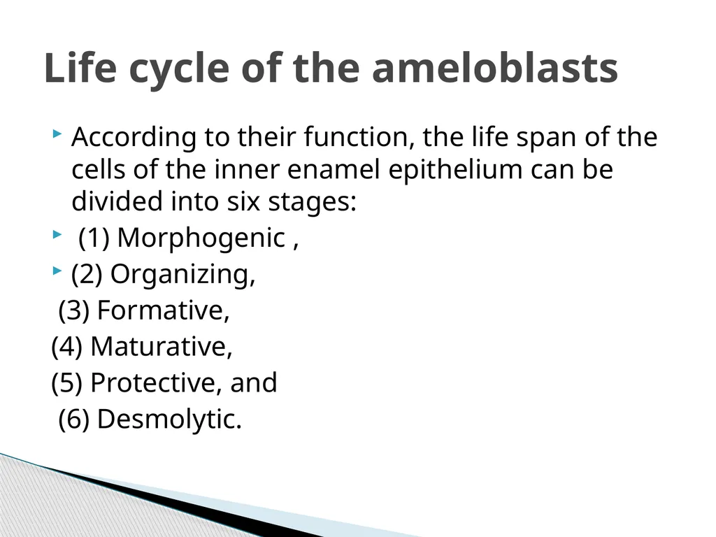 AMELOGENESIS According to their function, the life - slide 2 of 48