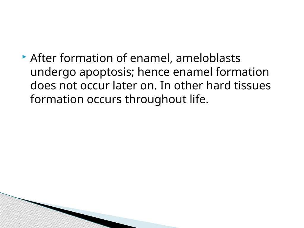 AMELOGENESIS According to their function, the life - slide 36 of 48