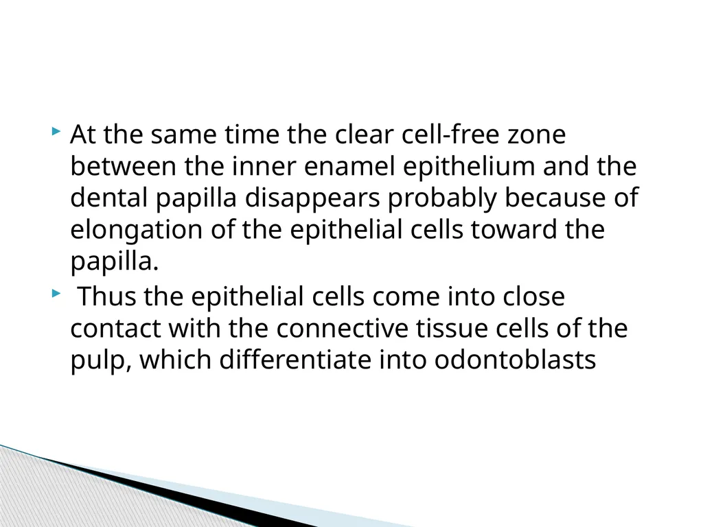 AMELOGENESIS According to their function, the life - slide 9 of 48