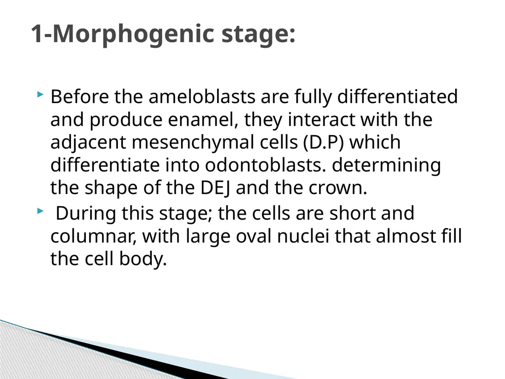 AMELOGENESIS According to their function, the life - slide 5 of 48