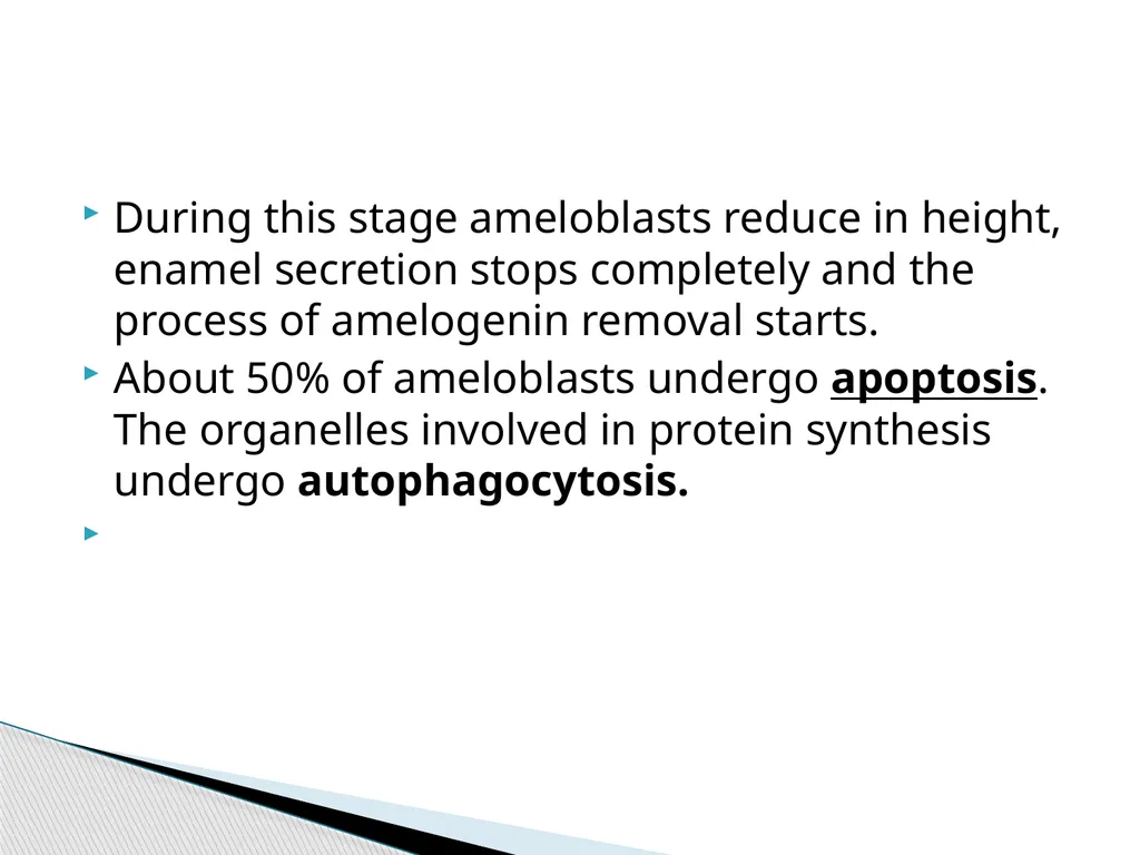 AMELOGENESIS According to their function, the life - slide 26 of 48