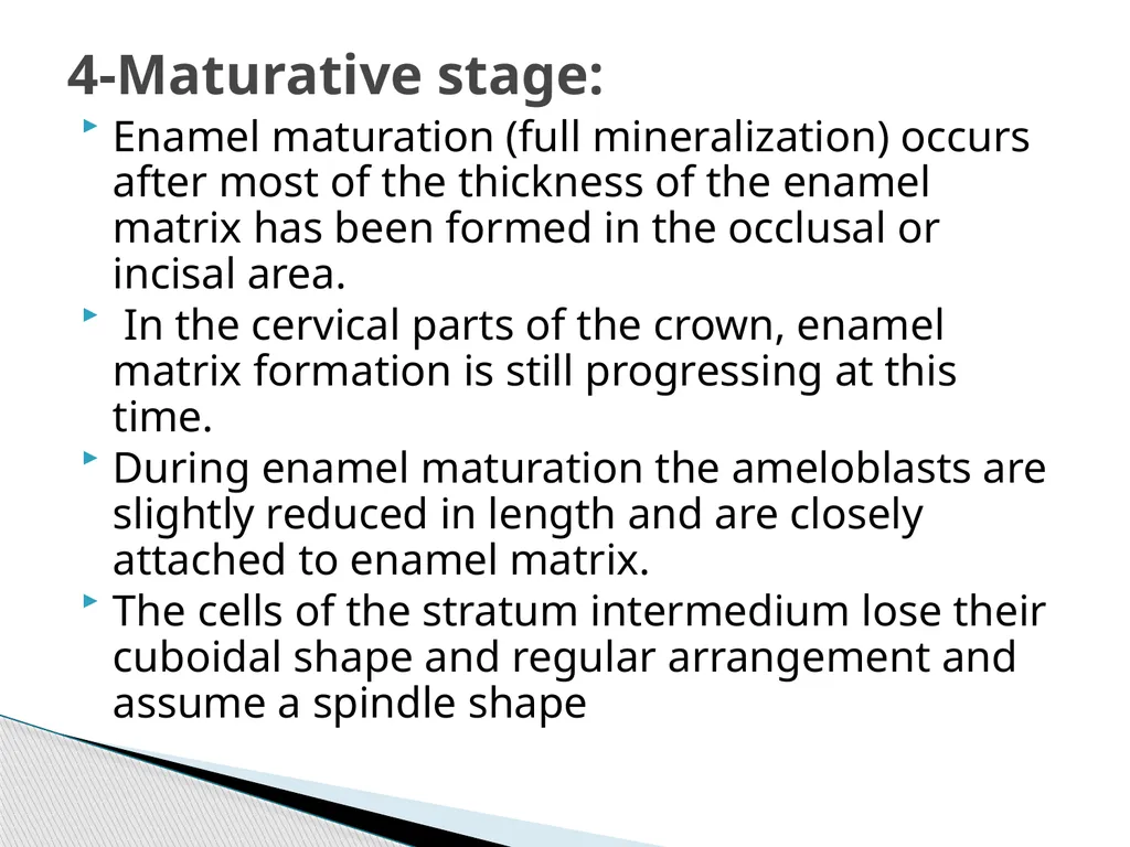 AMELOGENESIS According to their function, the life - slide 17 of 48