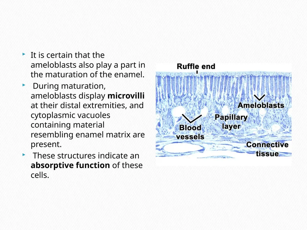 AMELOGENESIS According to their function, the life - slide 18 of 48