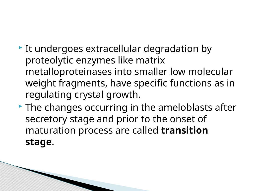 AMELOGENESIS According to their function, the life - slide 25 of 48