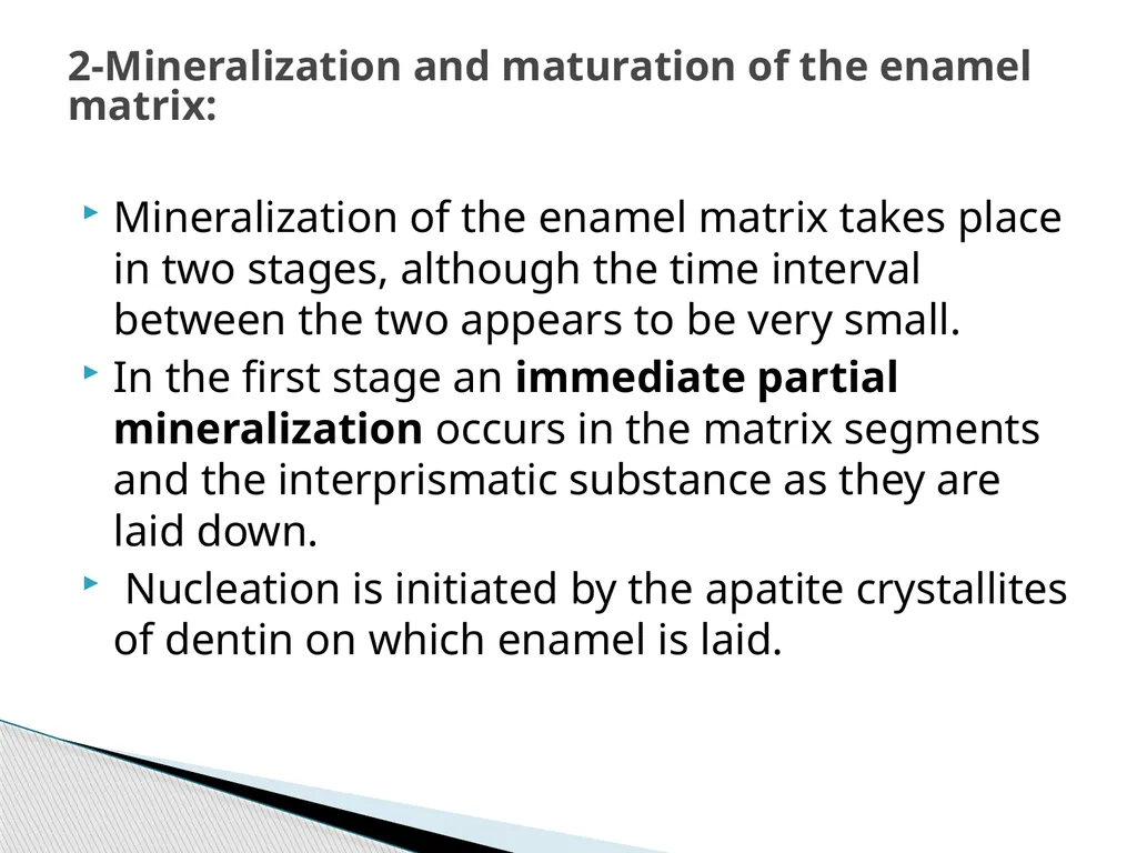 AMELOGENESIS According to their function, the life - slide 31 of 48