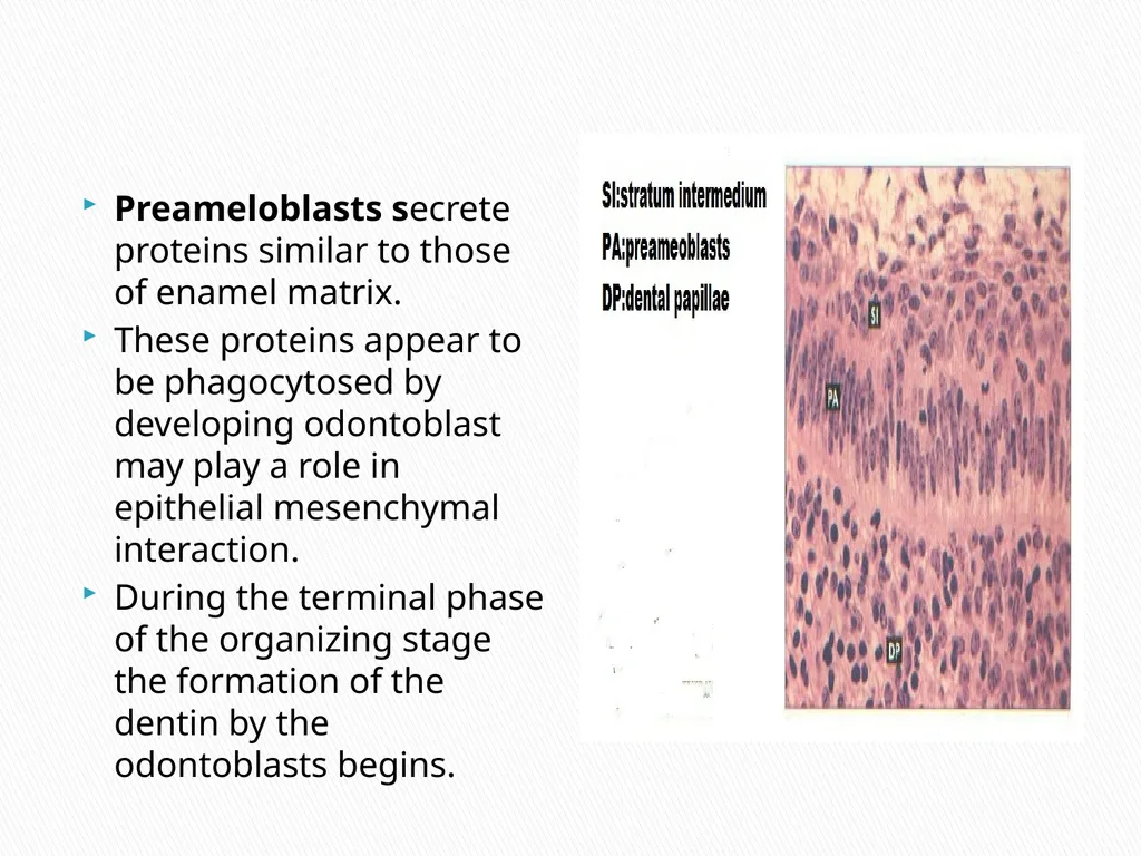 AMELOGENESIS According to their function, the life - slide 10 of 48