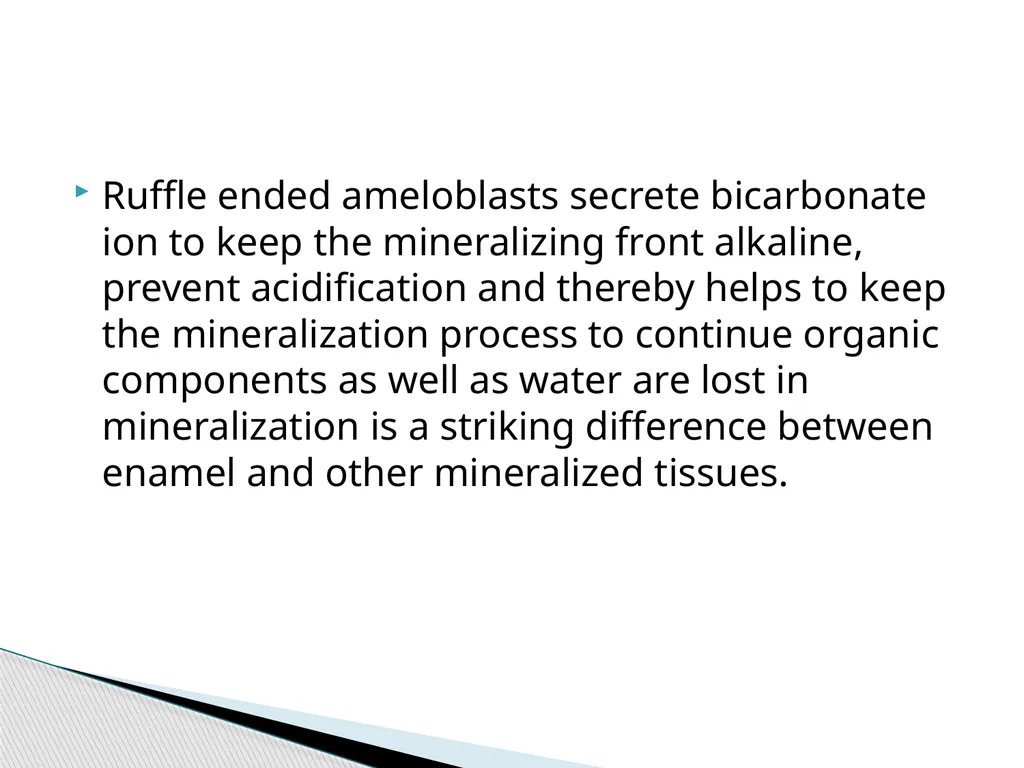 AMELOGENESIS According to their function, the life - slide 28 of 48