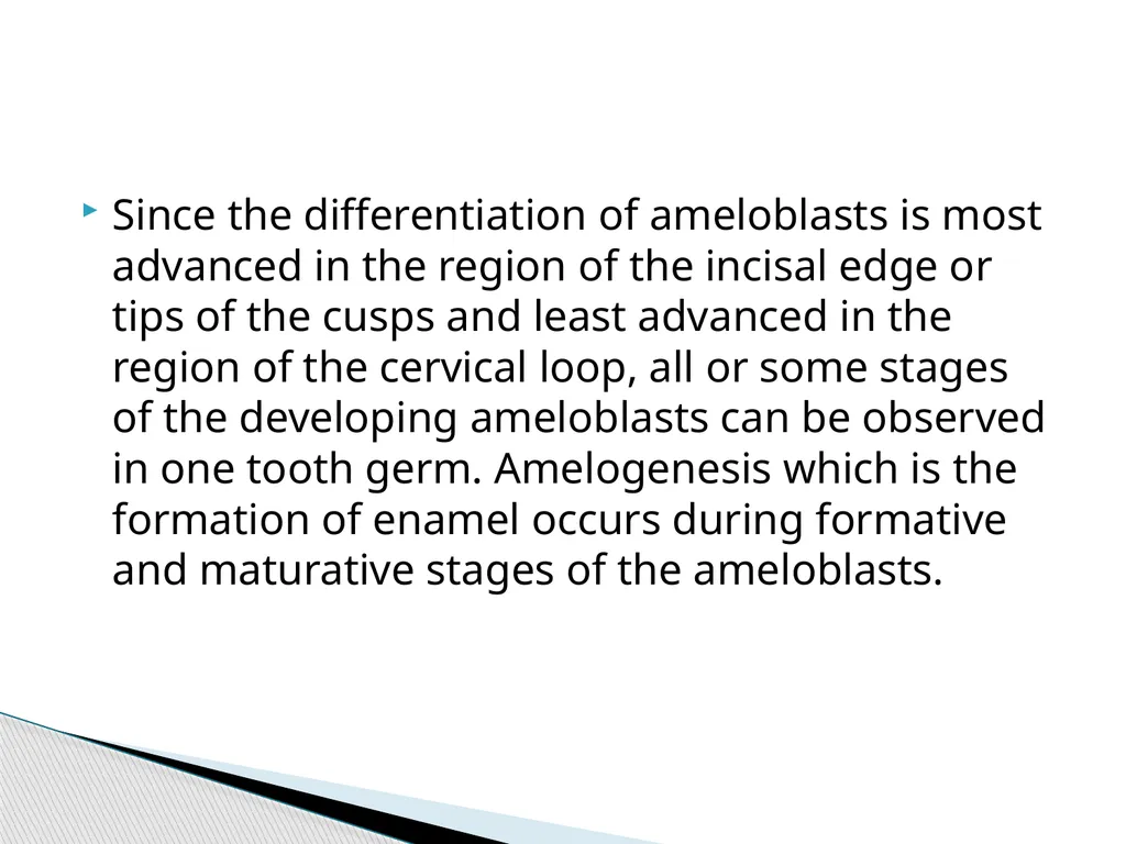 AMELOGENESIS According to their function, the life - slide 4 of 48