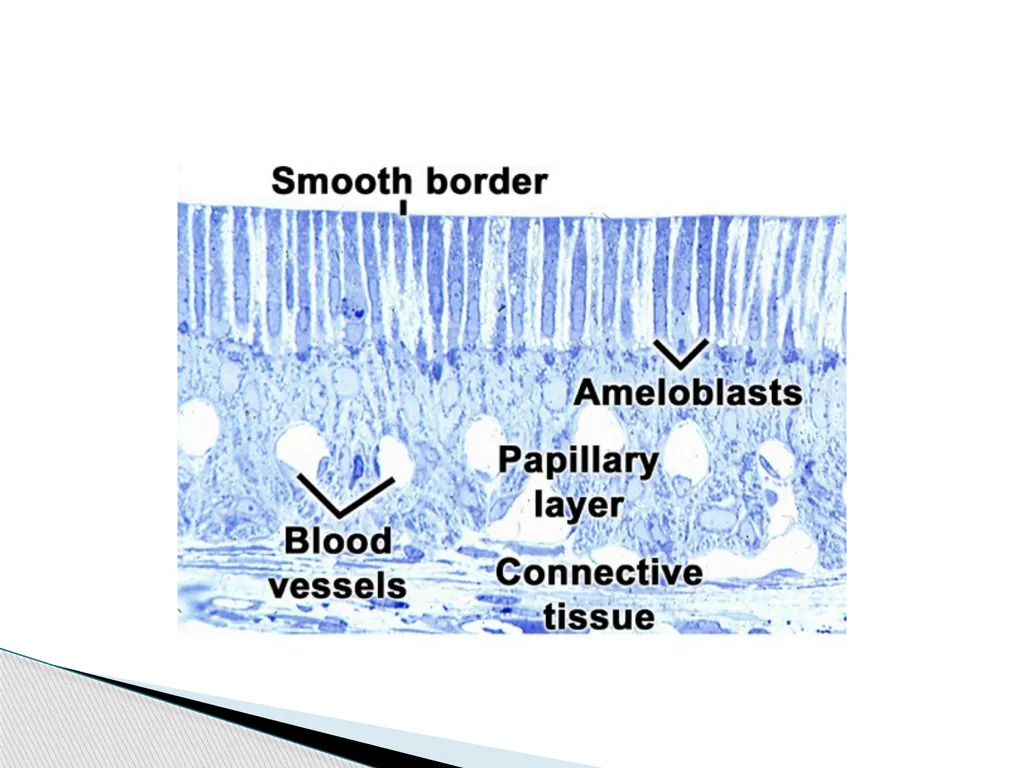 AMELOGENESIS According to their function, the life - slide 12 of 48