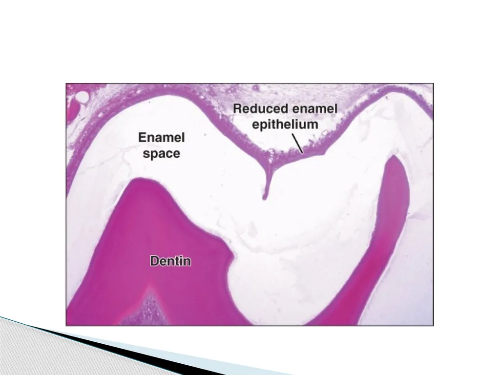 AMELOGENESIS According to their function, the life - slide 20 of 48