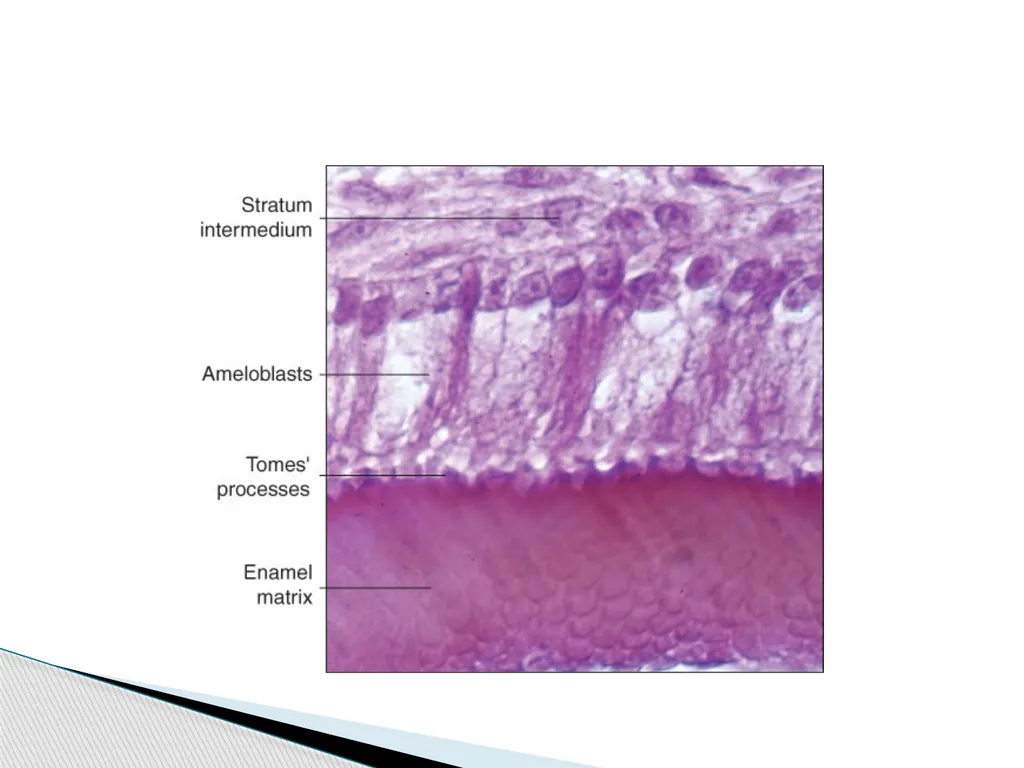 AMELOGENESIS According to their function, the life - slide 24 of 48