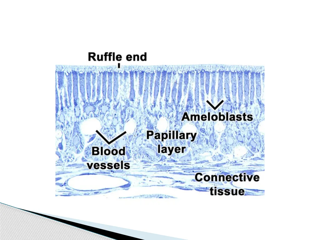 AMELOGENESIS According to their function, the life - slide 29 of 48