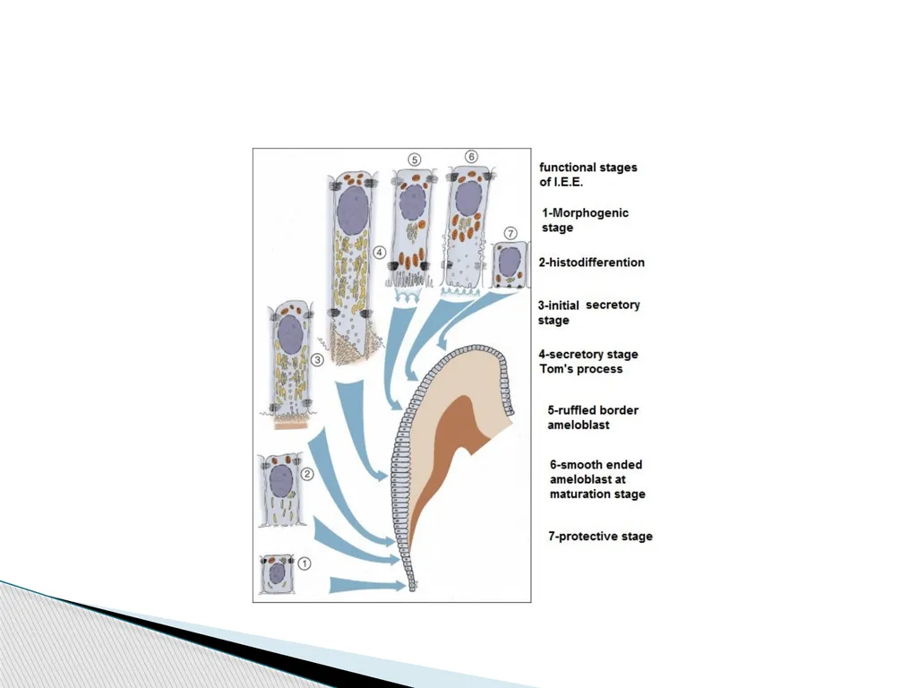 AMELOGENESIS According to their function, the life - slide 3 of 48