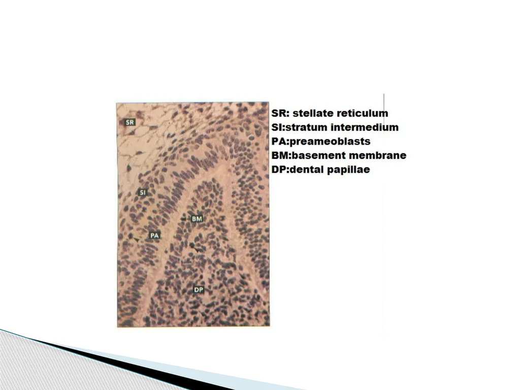AMELOGENESIS According to their function, the life - slide 7 of 48