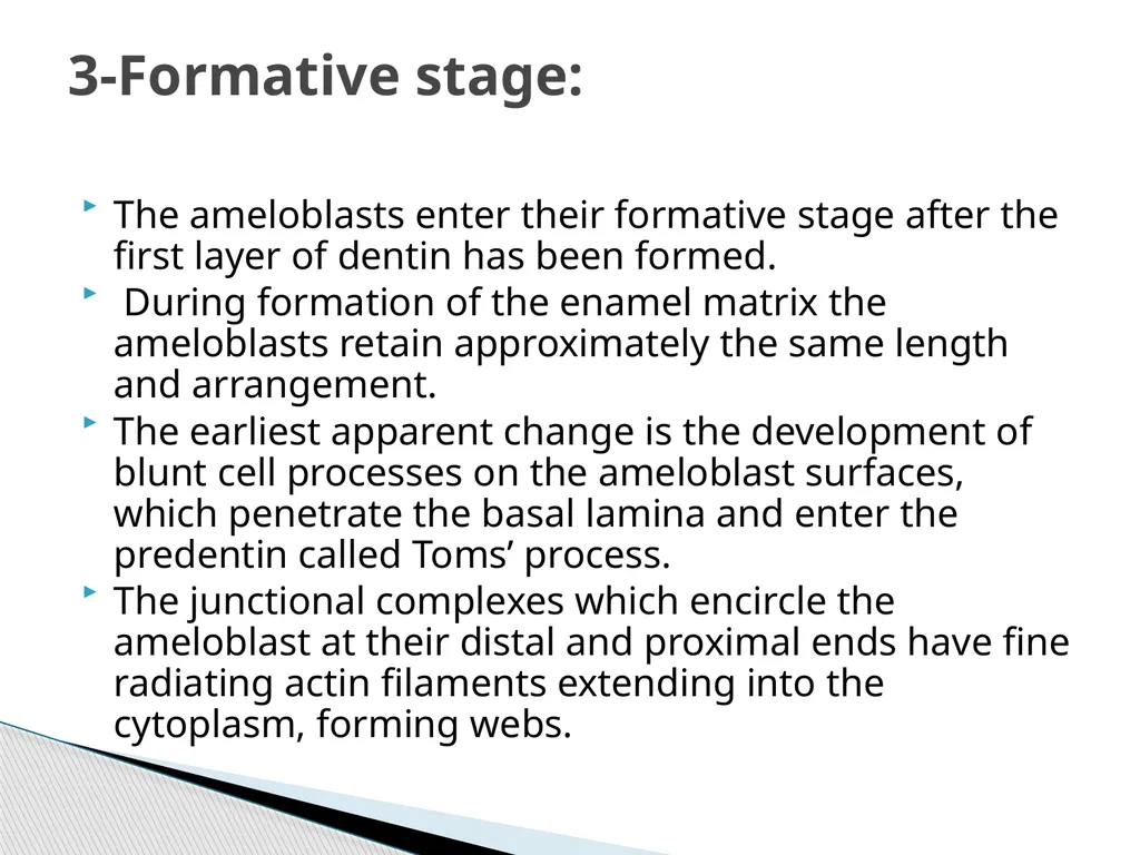 AMELOGENESIS According to their function, the life - slide 14 of 48