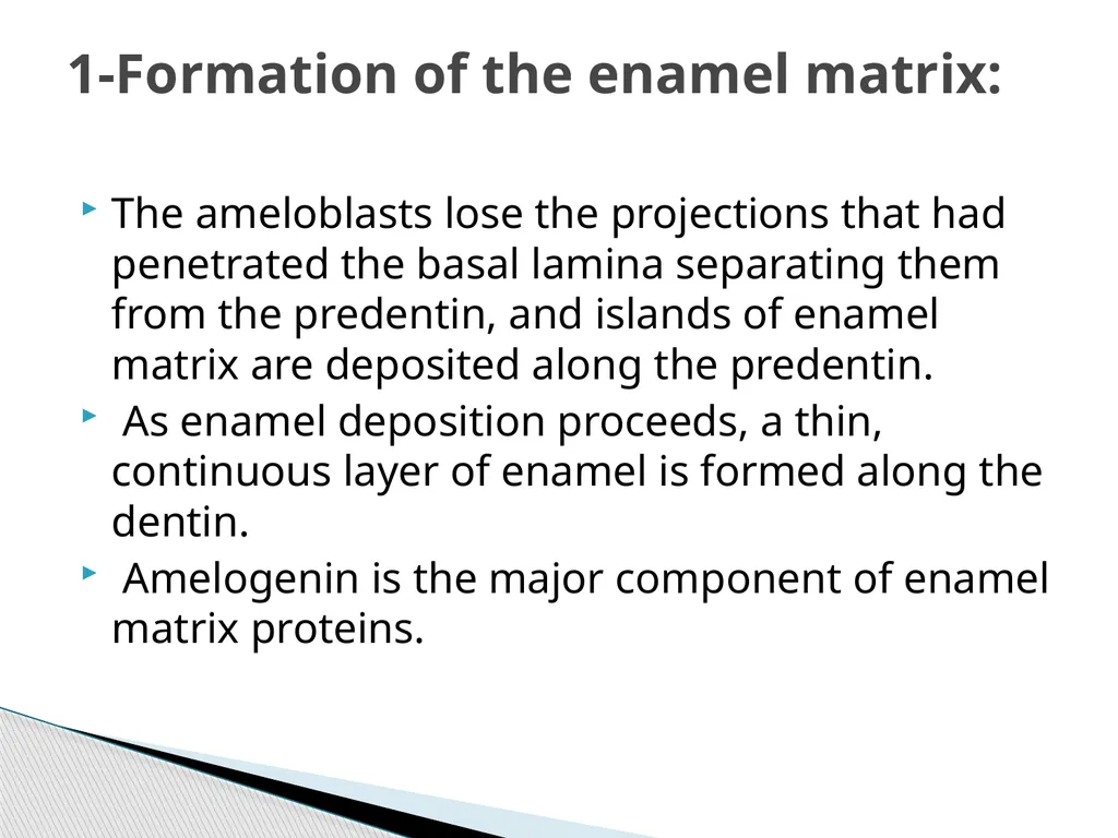 AMELOGENESIS According to their function, the life - slide 23 of 48