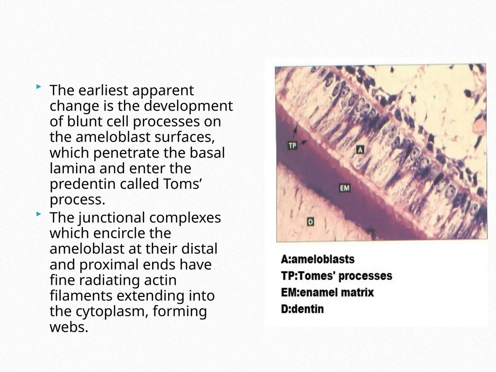 AMELOGENESIS According to their function, the life - slide 15 of 48