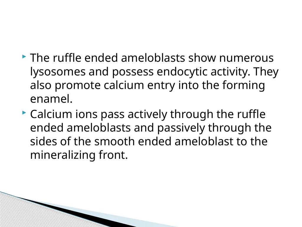 AMELOGENESIS According to their function, the life - slide 27 of 48