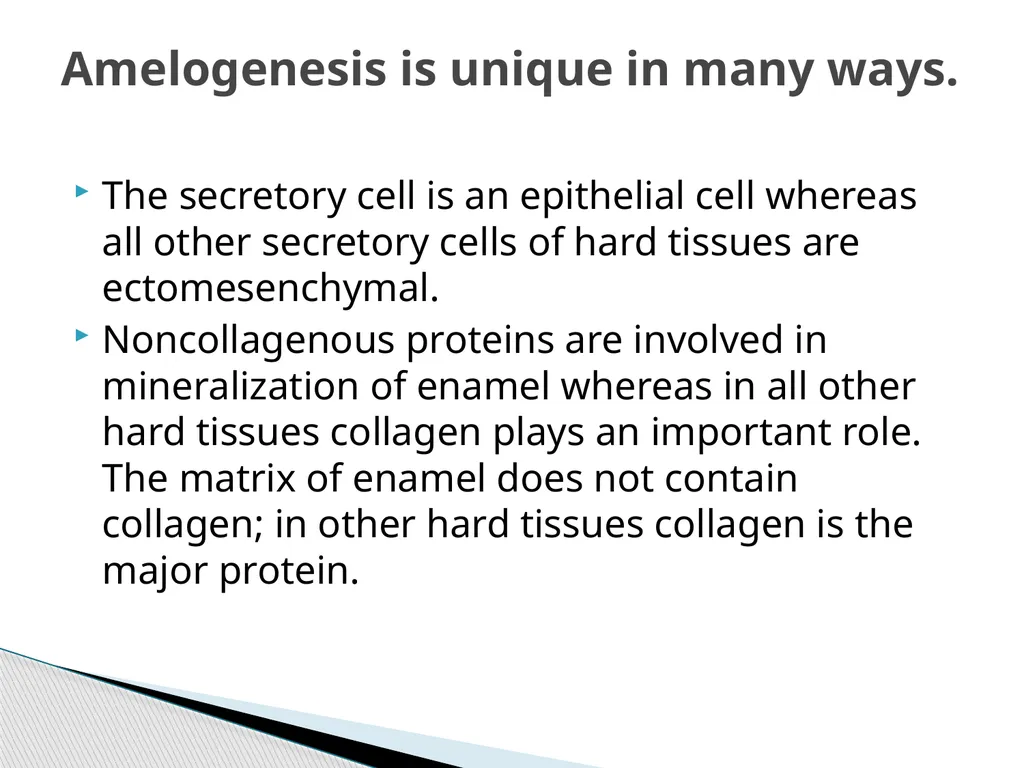 AMELOGENESIS According to their function, the life - slide 34 of 48