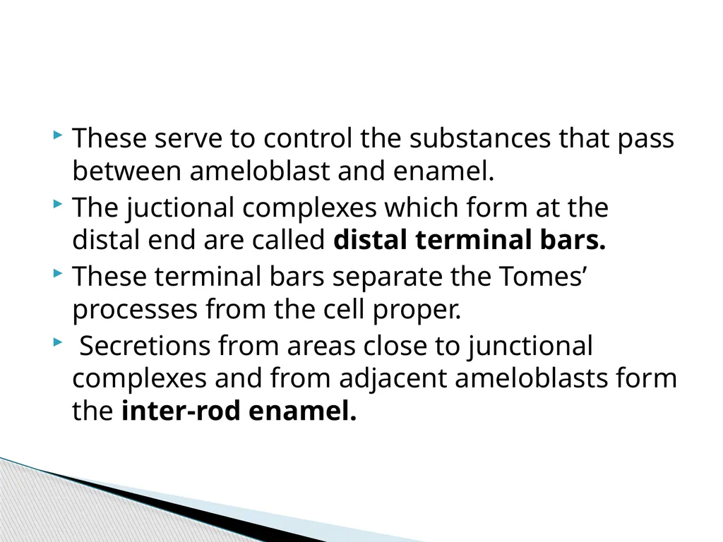 AMELOGENESIS According to their function, the life - slide 16 of 48
