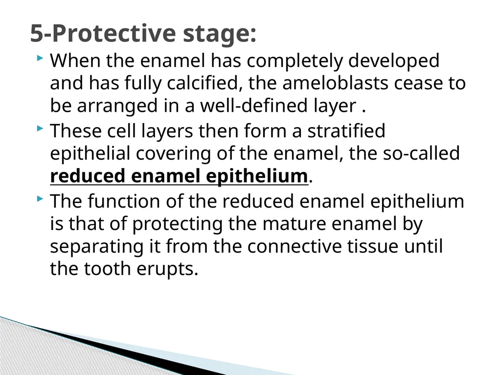 AMELOGENESIS According to their function, the life - slide 19 of 48