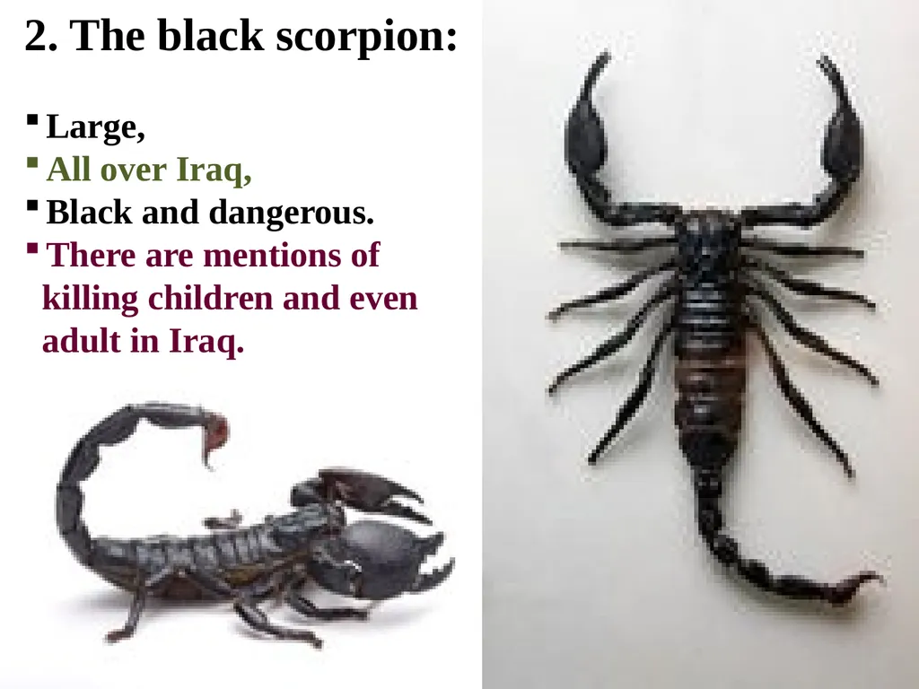 Phylum: Arthropoda Lab 18 introduction Characters - slide 18 of 19