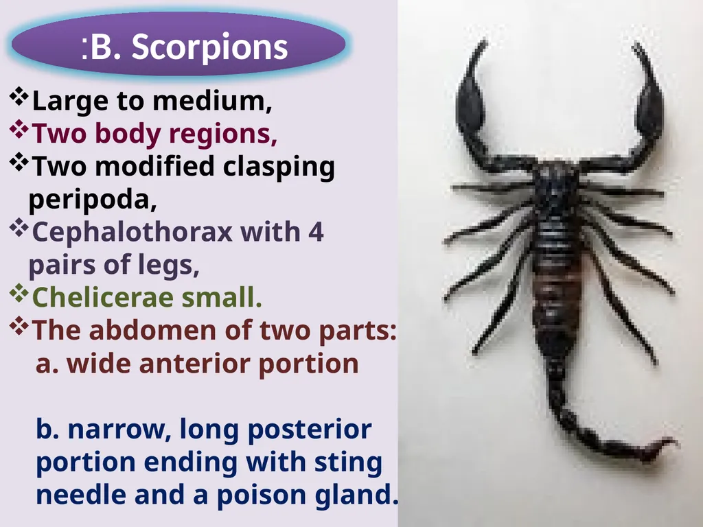 Phylum: Arthropoda Lab 18 introduction Characters - slide 16 of 19